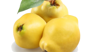Quince Group