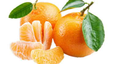 Mandalina Grubu